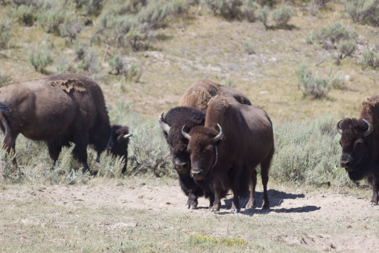 Bison at Yellowstone National Park