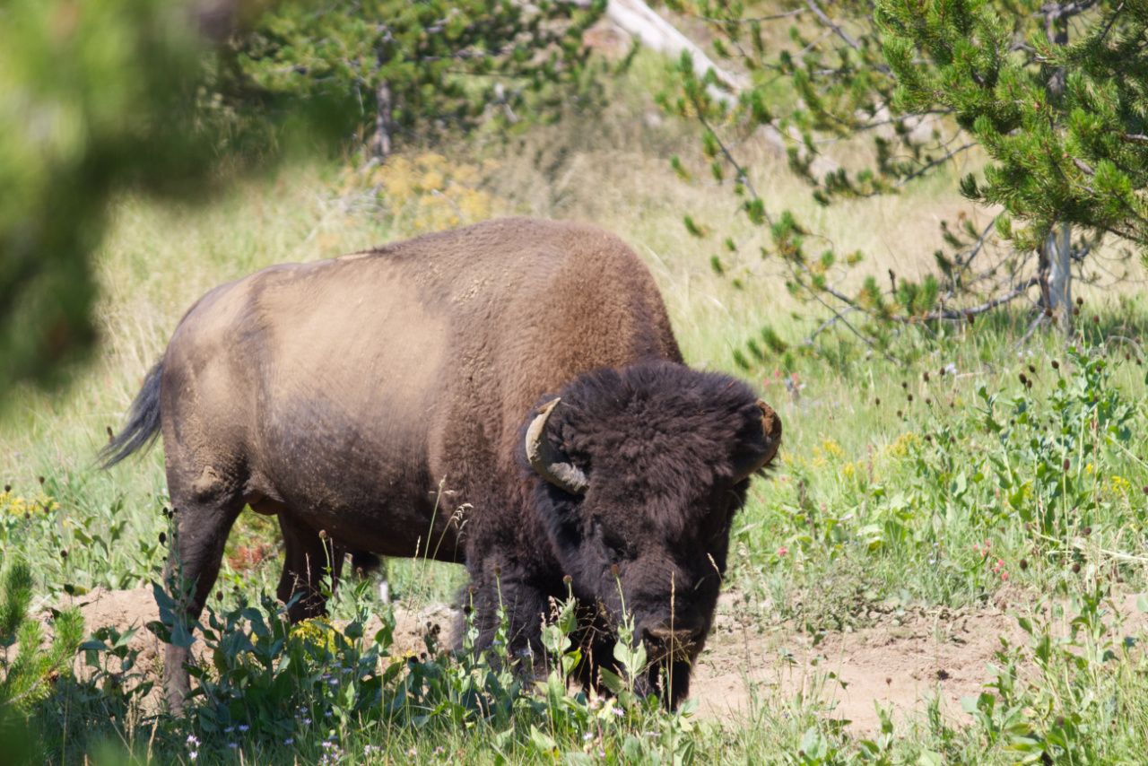 Close up of a bison in Yellowstone National Park