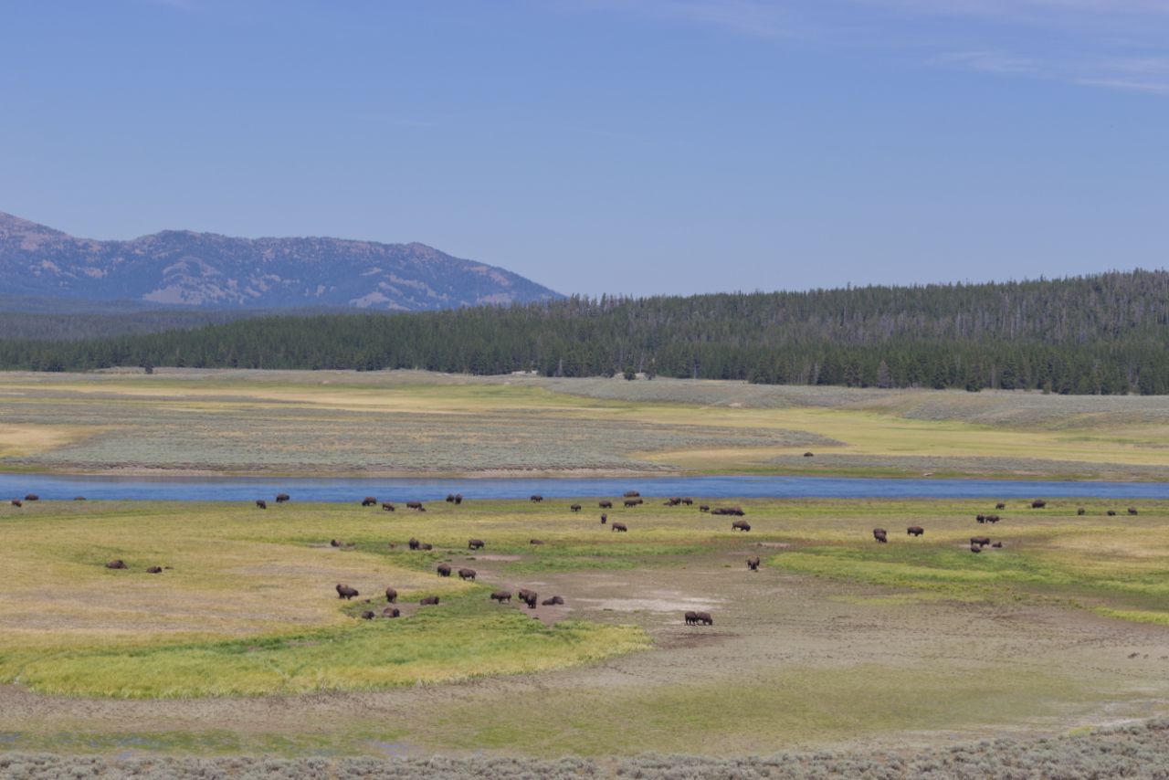Wide angle view of Bison at Yellowstone National Park