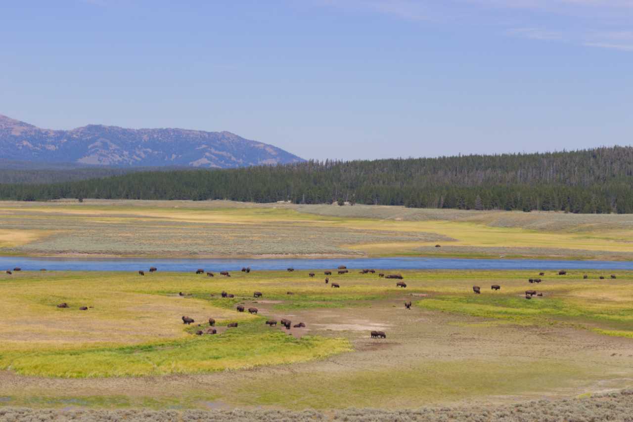 Buffalo in Yellowstone National Park