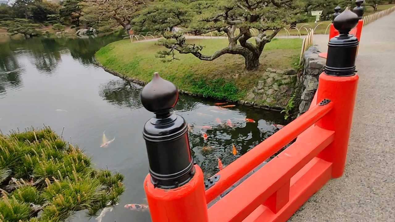 Koi in Ritsuin Garden