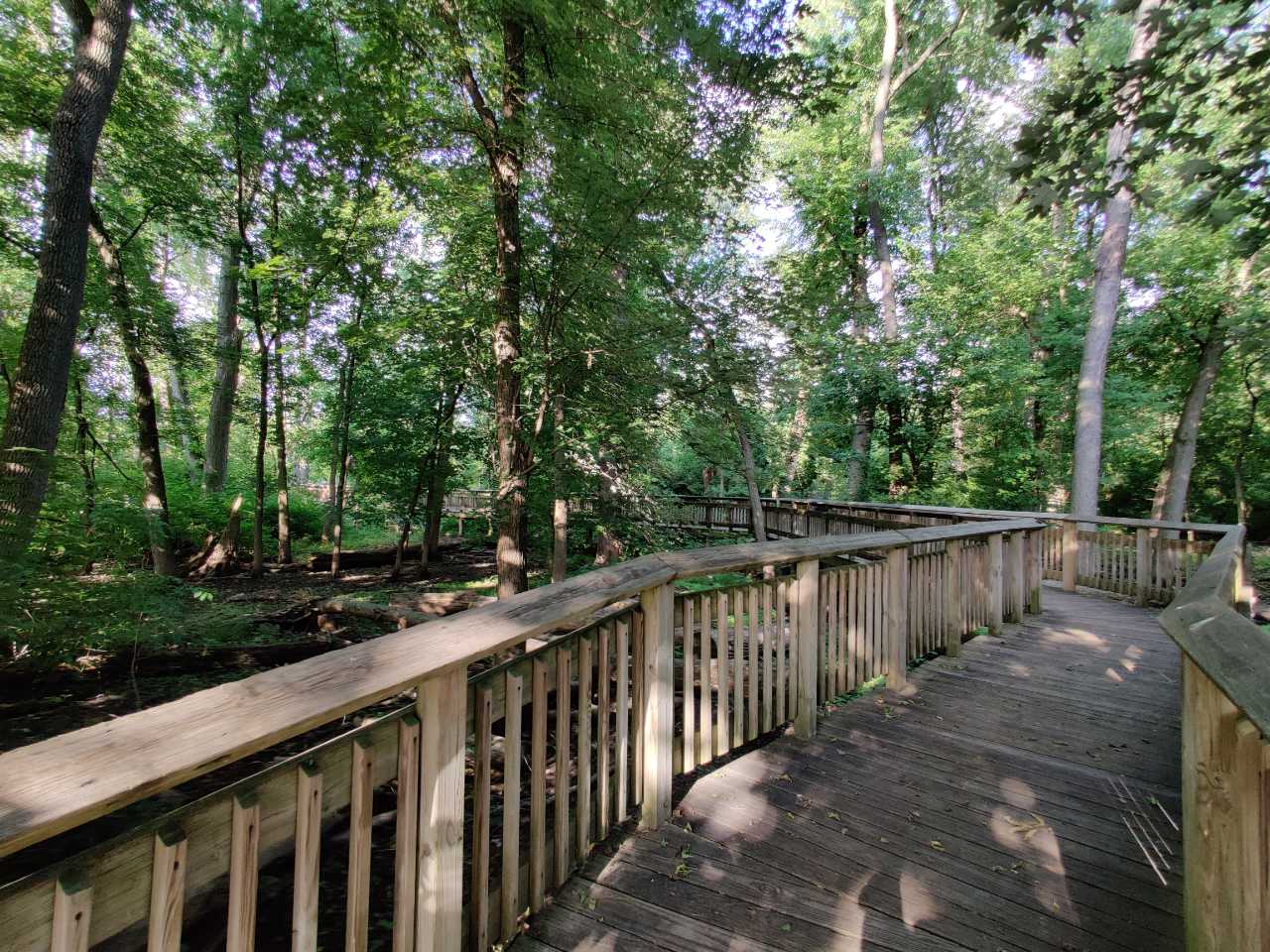 Swamp Forest at Wegerzyn Gardens