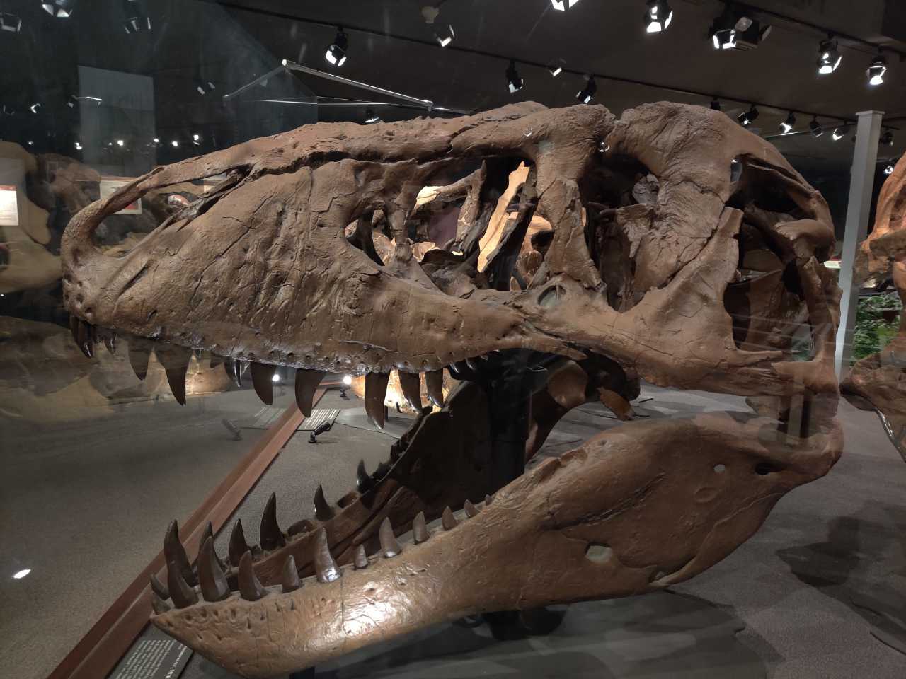 Replica Tyrannosaurus rex fossil skull, MOR 555, also known as "Wankel's Rex"